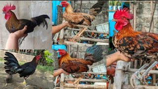 ALL ABOUT HENNIE rooster chicken [upl. by Silverman]