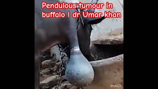 Pendulous tumour in buffalo l dr Umar khan [upl. by Hubert]