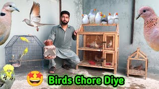 Birds ko master cage main chore diya 🤩  diamond dove ny nest chore diya [upl. by Skip]