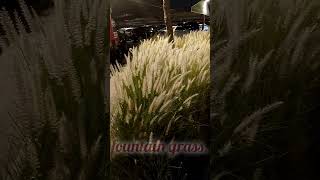 Pennisetum setaceumfountain grassshortvideo [upl. by High635]