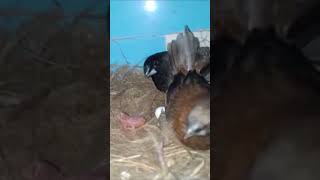 Euro Society Finches Egg Hatching birds bird finchs birdslover OliPets [upl. by Araiek]