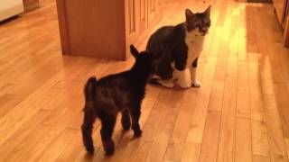 Baby Goat Tries to Headbutt Cat [upl. by Ecirum793]