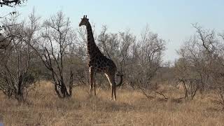 Timbavati SouthAfrica next to Kruger NP [upl. by Assyram]