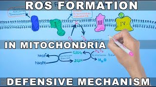 ROS Formation in Mitochondria and Defensive Mechanism [upl. by Ahsinut]