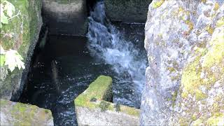 Chinook salmon in fish ladder at Tumwater Falls Park [upl. by Godspeed]