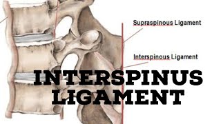 Interspinous ligament [upl. by Epuladaugairam]