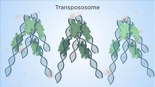 Universal Sequencings UST TELLSeq Transposase EnzymeLinked Longread Sequencing [upl. by Idram]