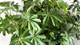 How to care Schefflera plant Umbrella plant [upl. by Jestude364]