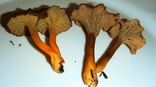 Diferencias cantharellus lutescens y cantharellus tubaeformis [upl. by Uzziel]