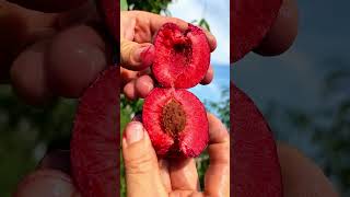 Discover allure of natures beauty shorts nature fruit garden vegetables foryou shortvideo [upl. by Tullius616]