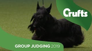 Terrier Group Judging And Presentation  Crufts 2019 [upl. by Aivil303]