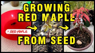 Growing Red Maple Bonsai Tree from Seed [upl. by Anyaled196]