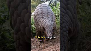 The living tank Pangolin shorts [upl. by Enelrad]