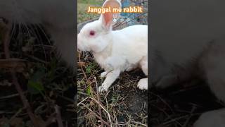 Janggal me rabbit pakkraHow to catch rabbit with hand shorts hunting khargas [upl. by Esme798]