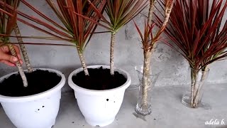 How to Propagate Dracaena Colorama  Marginata Cuttings by Water and Soil [upl. by Strain]