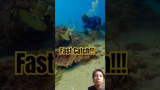 Unbelievable Lobster Catch Fast and Skilled in the Reef AmazingFishing [upl. by Dorina]