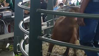 R100 000 female Kalahari Goats at the auction [upl. by Serge]