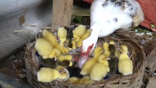 Ducklings hatch from eggs in the nest Wow amazing [upl. by Nauwtna]