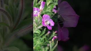 Bee Foraging an Epilobium hirsutum [upl. by Yul]