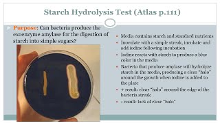 Starch Hydrolysis Test  Microbiology Class  Podcast CC [upl. by Eelan]