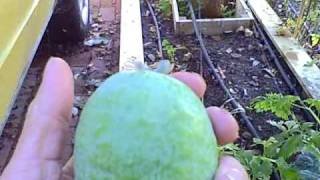 Harvesting Ripe Pineapple Guava aka Feijoa Acca sellowiana [upl. by Hippel90]