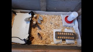 How to set up a Chicken Brooder all you need to know [upl. by Marguerite]