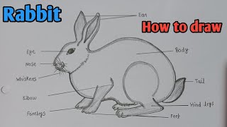 How to draw Rabbit diagram  खरगोश का चित्र  Phylum Chordata  Biology diagram  rabbit easy [upl. by Boycie]