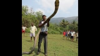 15FEET LONG KING COBRA CAPTURED IN INDIA [upl. by Abagael]