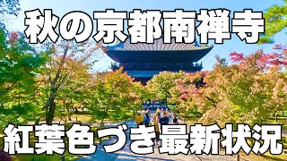 【4K】2024年11月13日（水）京都南禅寺の紅葉色づき最新状況をお届け！为您带来京都南禅寺秋叶变色的最新资讯！Autumn leaves at Nanzenji Temple in Kyoto [upl. by Repmek]