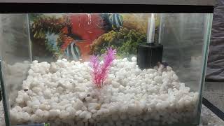 Mini Glass Aquarium With Instrument Total Price 21 September 2024 [upl. by Fortunio]