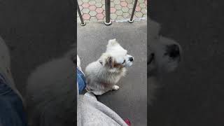 Stray dog relentlessly leans on woman in Liaoning China [upl. by Zephan]