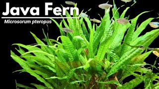 Ultimate Java fern care guide Its so EASY to grow [upl. by Enahc873]