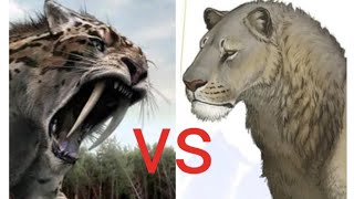 saber tooth tiger vs American lion viral wildlife animals whoisstrongest tigerfight [upl. by Anson]