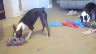 Miley and Howie the Boston Terrier Puppies Open Christmas Presents [upl. by Bred]