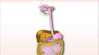 Sistema Digestivo Introducción [upl. by Nylaj]
