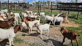 boer and red kalahari goats 🐐 [upl. by Randell]