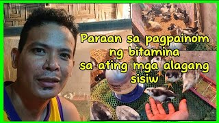 Paraan sa pag painom ng mga bitamina sa ating mga sisiw [upl. by Lashondra286]