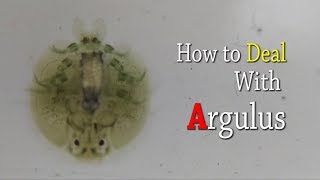 How to deal with argulus [upl. by Kaasi]