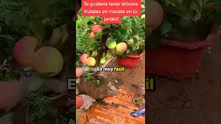 ‼️NOVEDOSA técnico ASIÁTICA para jardinería en macetas 😱 [upl. by Enaujed]