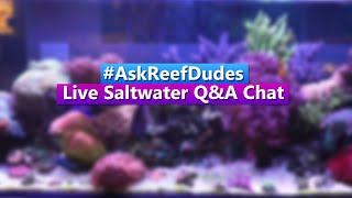 AskReefDudes Saltwater Reef Chat Live QampA [upl. by Armillda506]