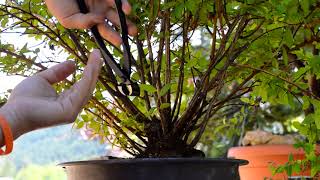 Spiraea japonica quotGoldflamequot yamadori first hard pruning ever Kabudachi  Arkefthos Bonsai [upl. by Kawai]