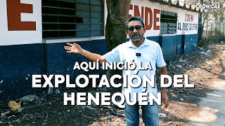 El origen de la explotación del Henequén [upl. by Enoved]