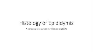 Epididymis  Histology [upl. by Teirtza346]