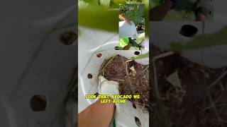 30Day InGround Composter Update  Surprising Results [upl. by Nikaniki402]