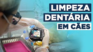 LIMPEZA DENTÃRIA EM CÃƒES E GATOS  PASSO A PASSO DA PROFILAXIA [upl. by Okemak382]