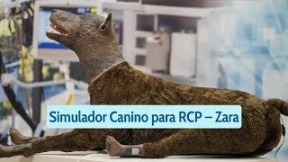 Simulador Canino para RCP – Zara [upl. by Enneirb]