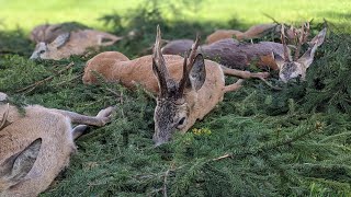 Abnormer Rehbock erlegt  Videotagebuch Bockjagd Folge 5 [upl. by Anahsit]