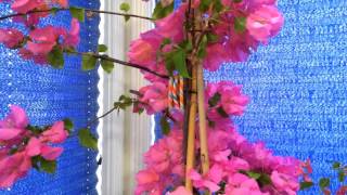 Indoor Tropical Plants Overwintering The Bougainvillea Phalaenopsis and Oncidium Sharry Baby [upl. by Lesak]