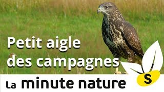 PETIT AIGLE DES CAMPAGNES No 119 [upl. by Yllop]