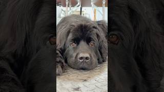 Adorable Newfoundland Dog Playtime  5 Seconds of Pure Joy [upl. by Chilton777]